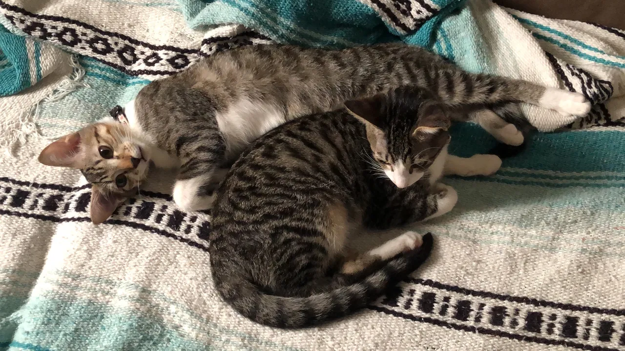 Duas filhotes de gato para adoção