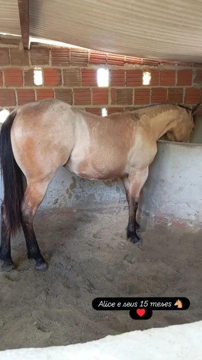 Potra linda QM PO - Foto 3