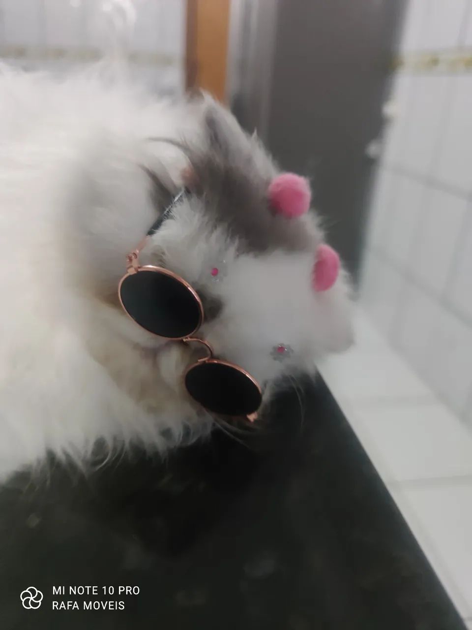 Gatinho perça vacinado e vernifugado 1200