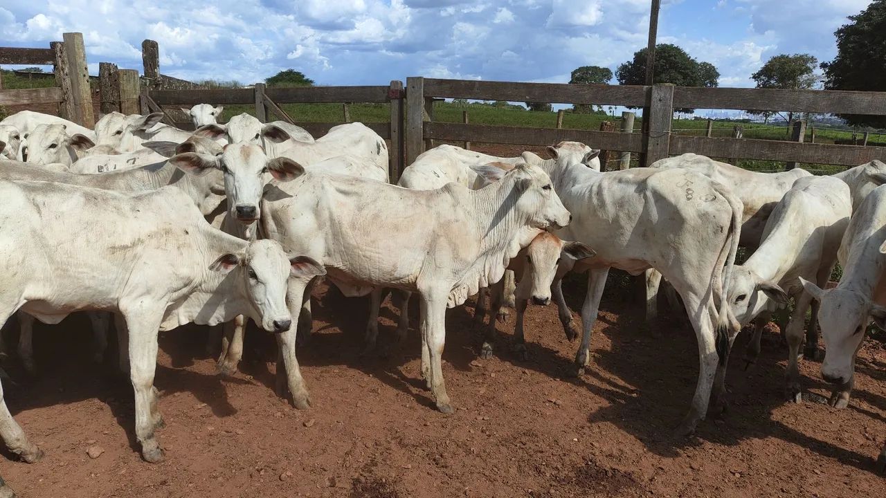 Novilhotas nelore Prontos para o Rebanho - Foto 2