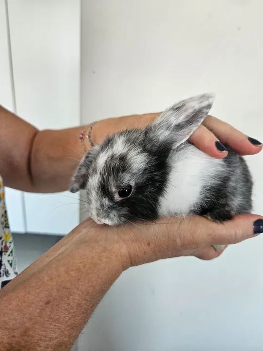 Coelho mini ( os das orelhas caidas) - Foto 2