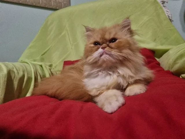 Gatos persa - Foto 4