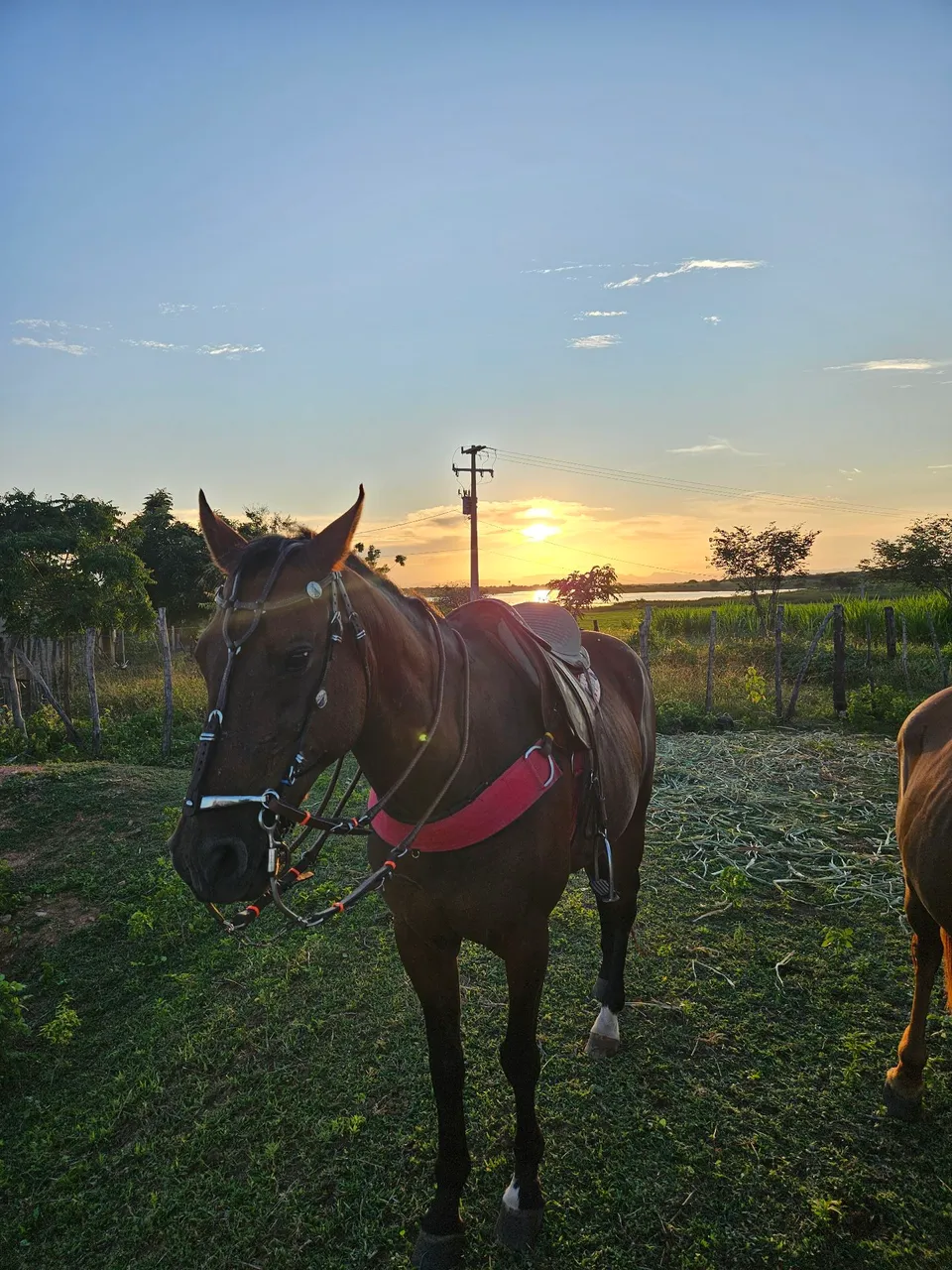 Cavalo de direita