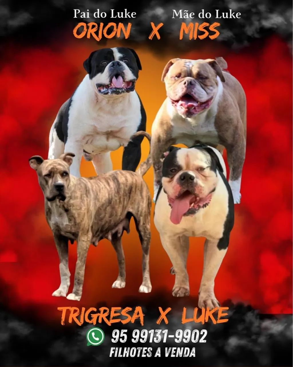 Filhotes eTigresa x Luke