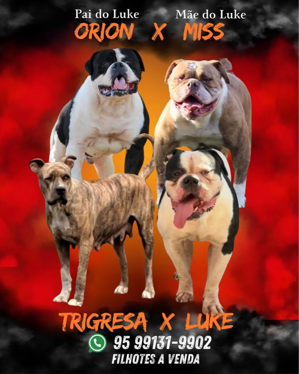 Filhotes eTigresa x Luke