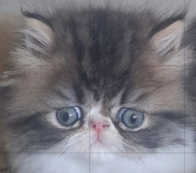 GATO PERSA SHOW Legítimo