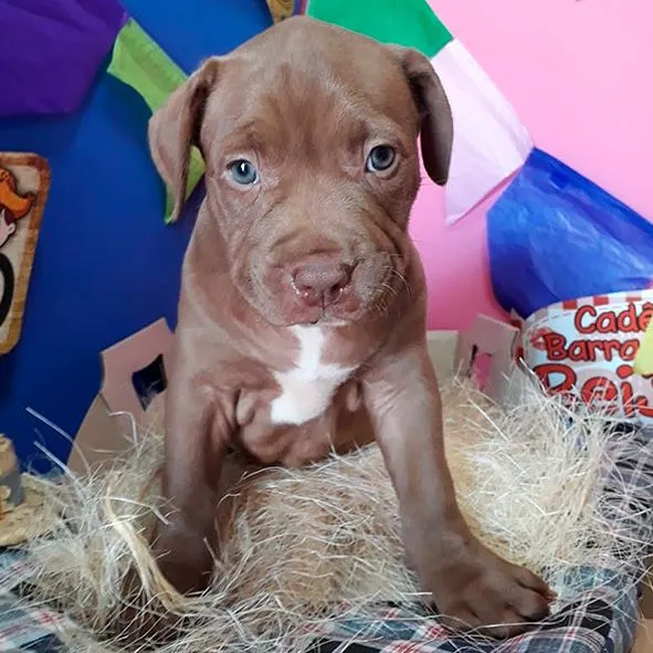 Filhote de Pitbull 