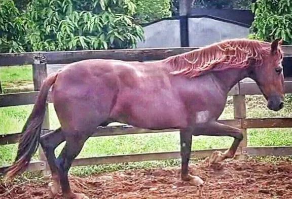 Cobertura garanhões mangalarga marchador  - Foto 6