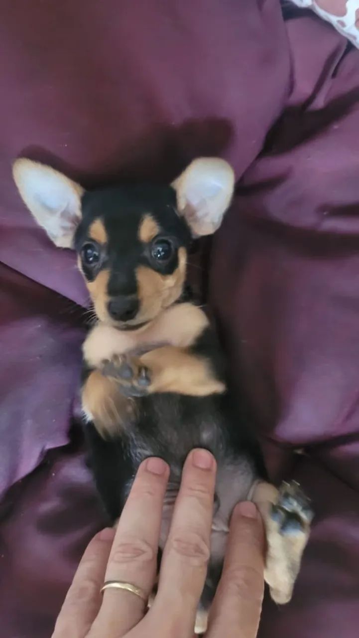 Filhote de Pinscher Pequenos - Foto 2