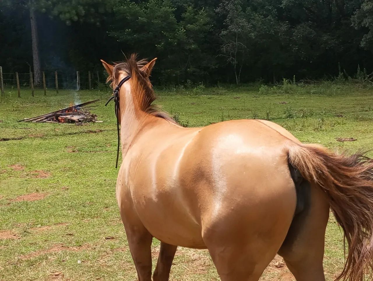 Cavalo crioulo  - Foto 4