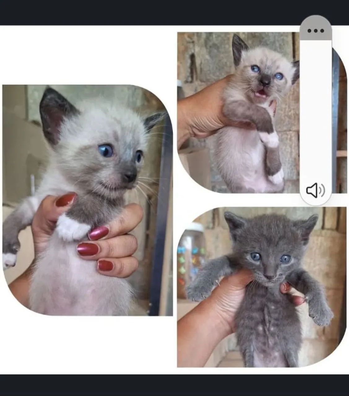 Gatinhos para doação responsável _ filhotes