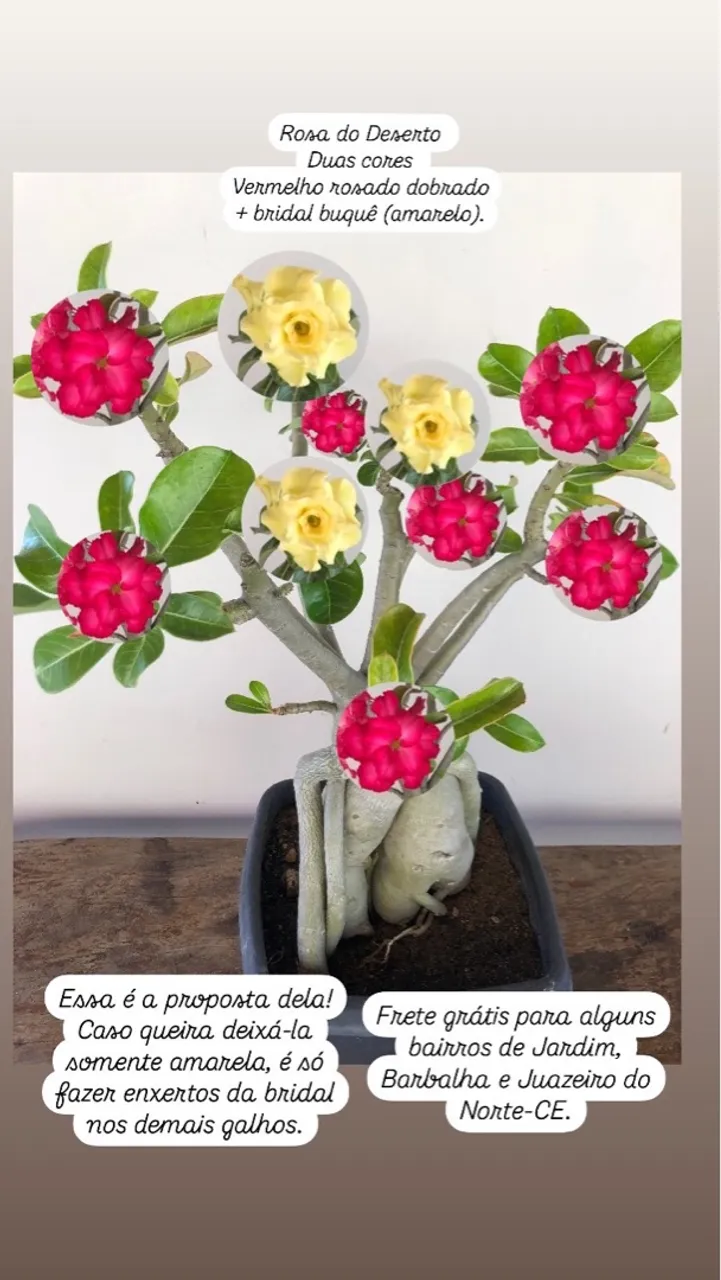 Rosa do Deserto - Duas cores