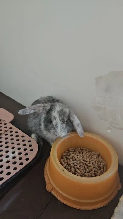 Coelho mini ( os das orelhas caidas) - Foto 6