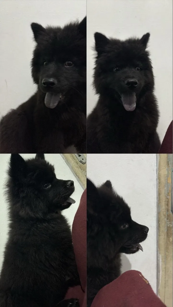 Filhote Chow-Chow