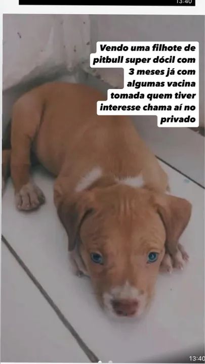 Filhote de Pitbull Monster filhote Pitbull  fêmea  - Foto 2