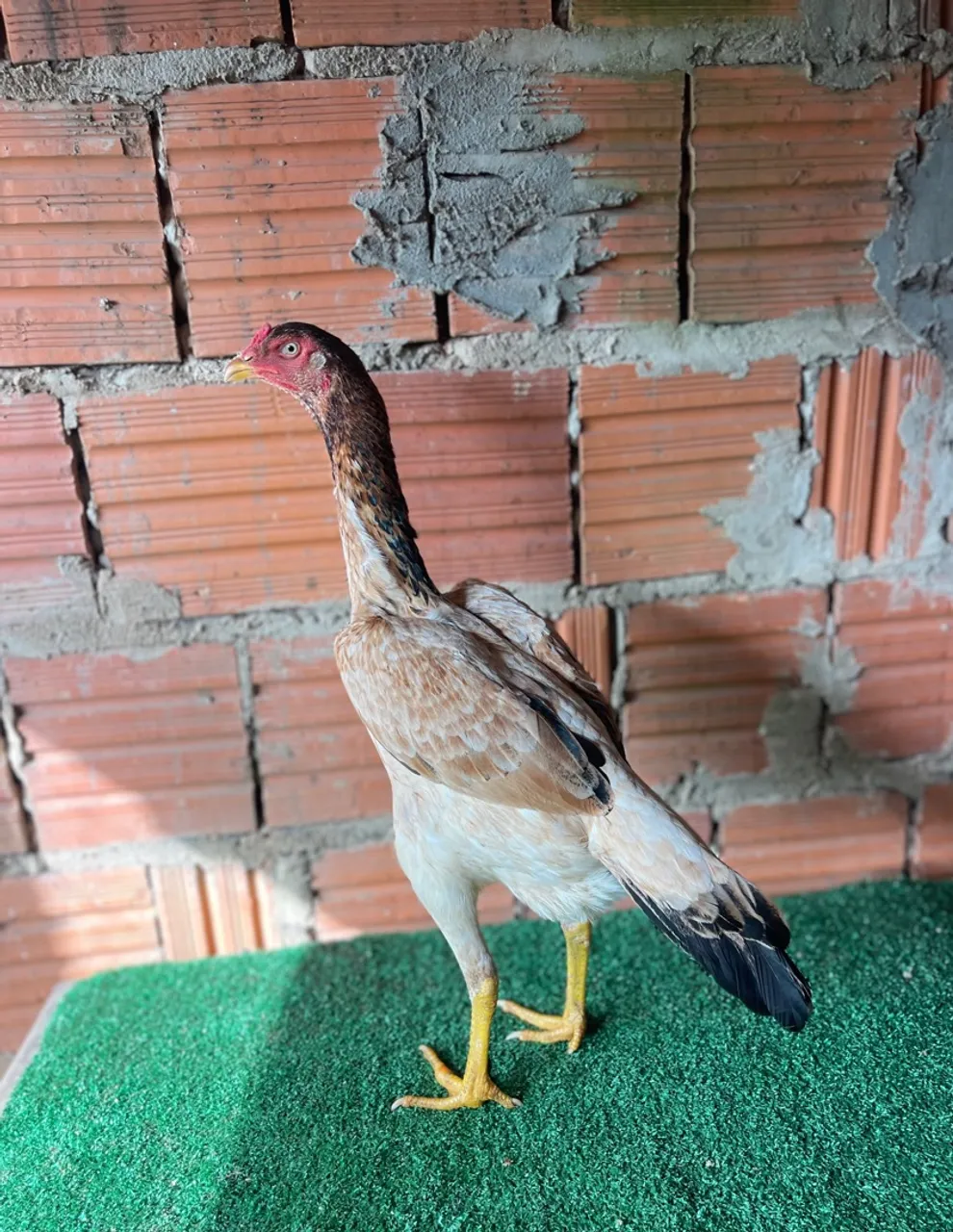Galinhas Índia 