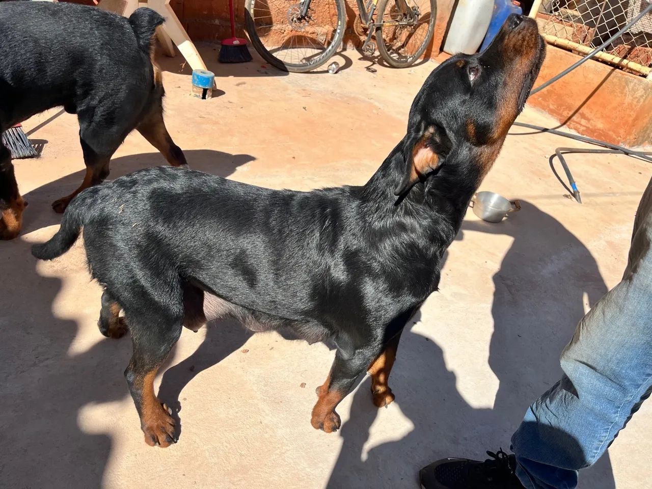 Filhotes de Rottweiler - Foto 5