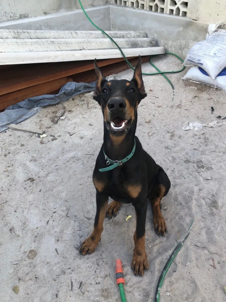Vendo cachorro Doberman puro - Foto 2