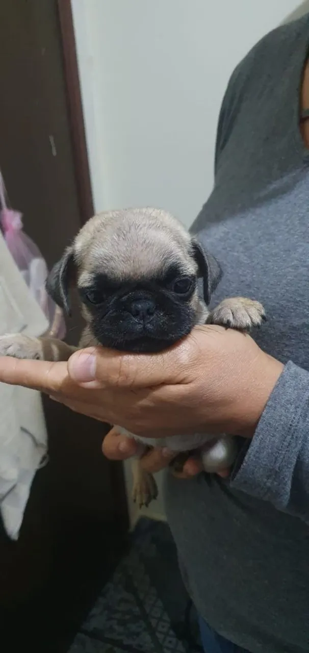 Filhote de Pug