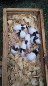 Hamsters, camundongos, mercol, twister, dumbo, sirio, topolinos - Foto 3