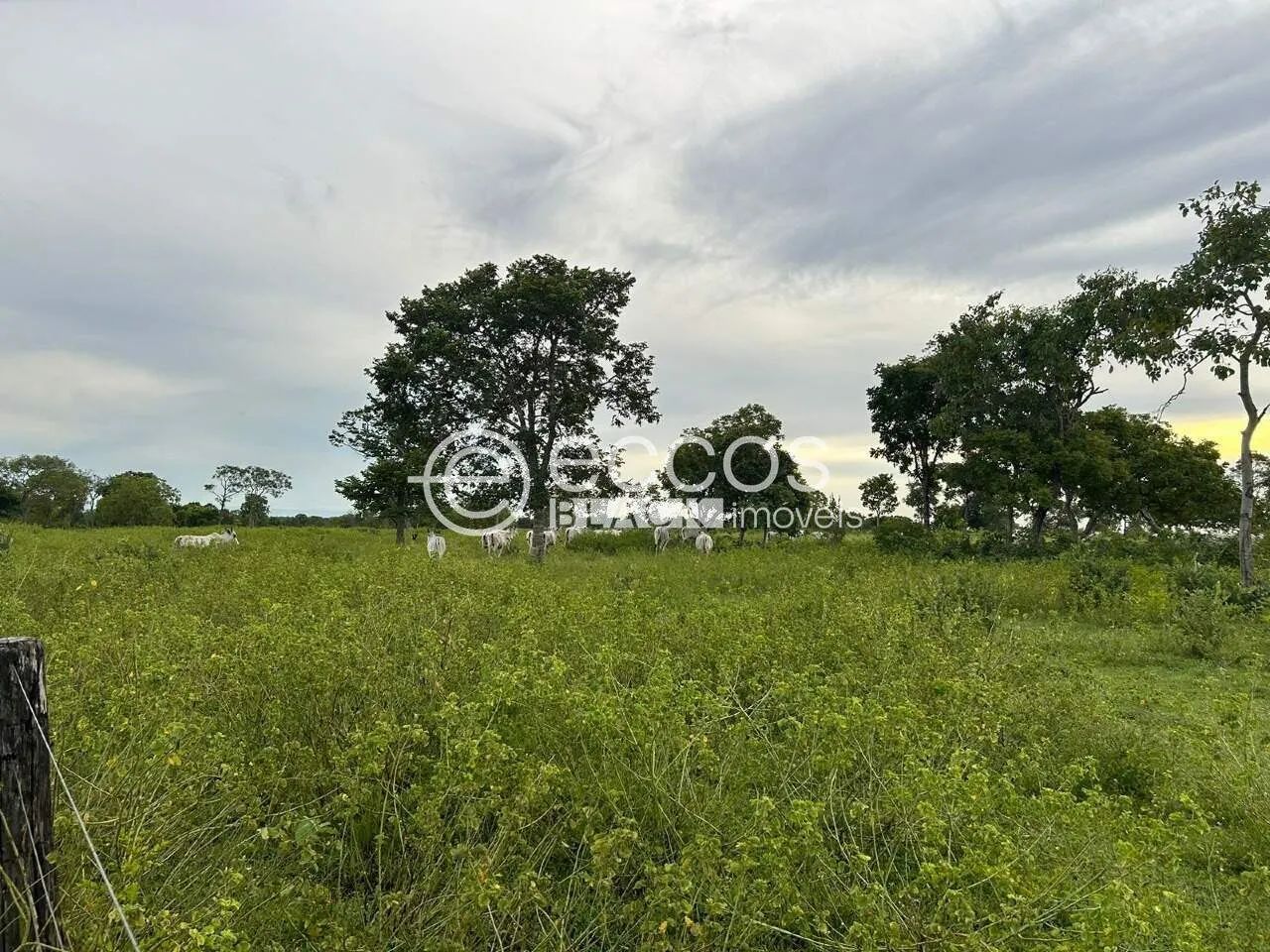 Fazenda à venda, Área Rural - Paranã/TO - Foto 4