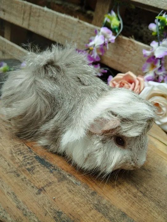 Lindo machinho peruano 