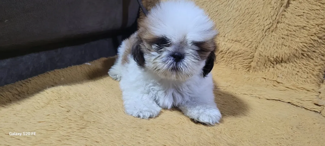 Os mais lindos filhotes de shitzu estão aqui!
