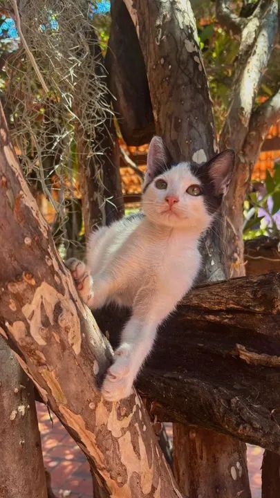 Gatinho Branco e Preto para Adoção - Foto 4