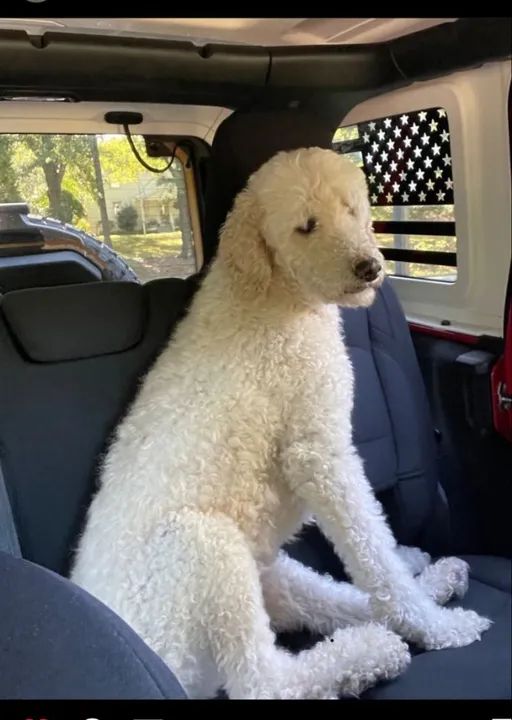 Poddle Gigante Adoráveis Filhotes na Cor Branco - Foto 2