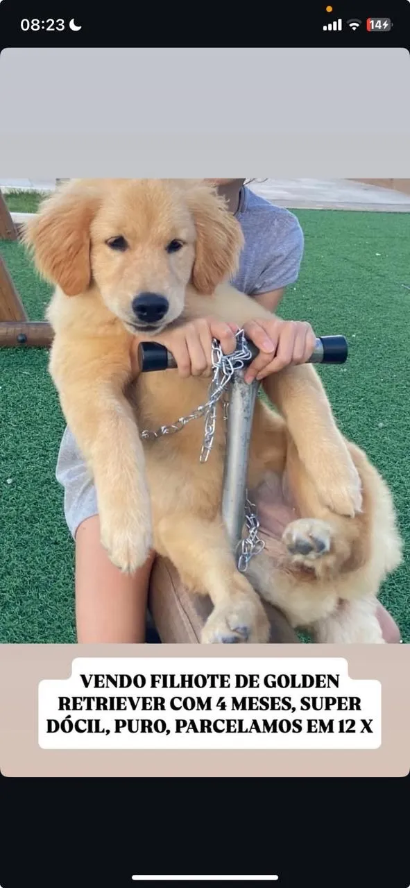 Golden Retriever 
