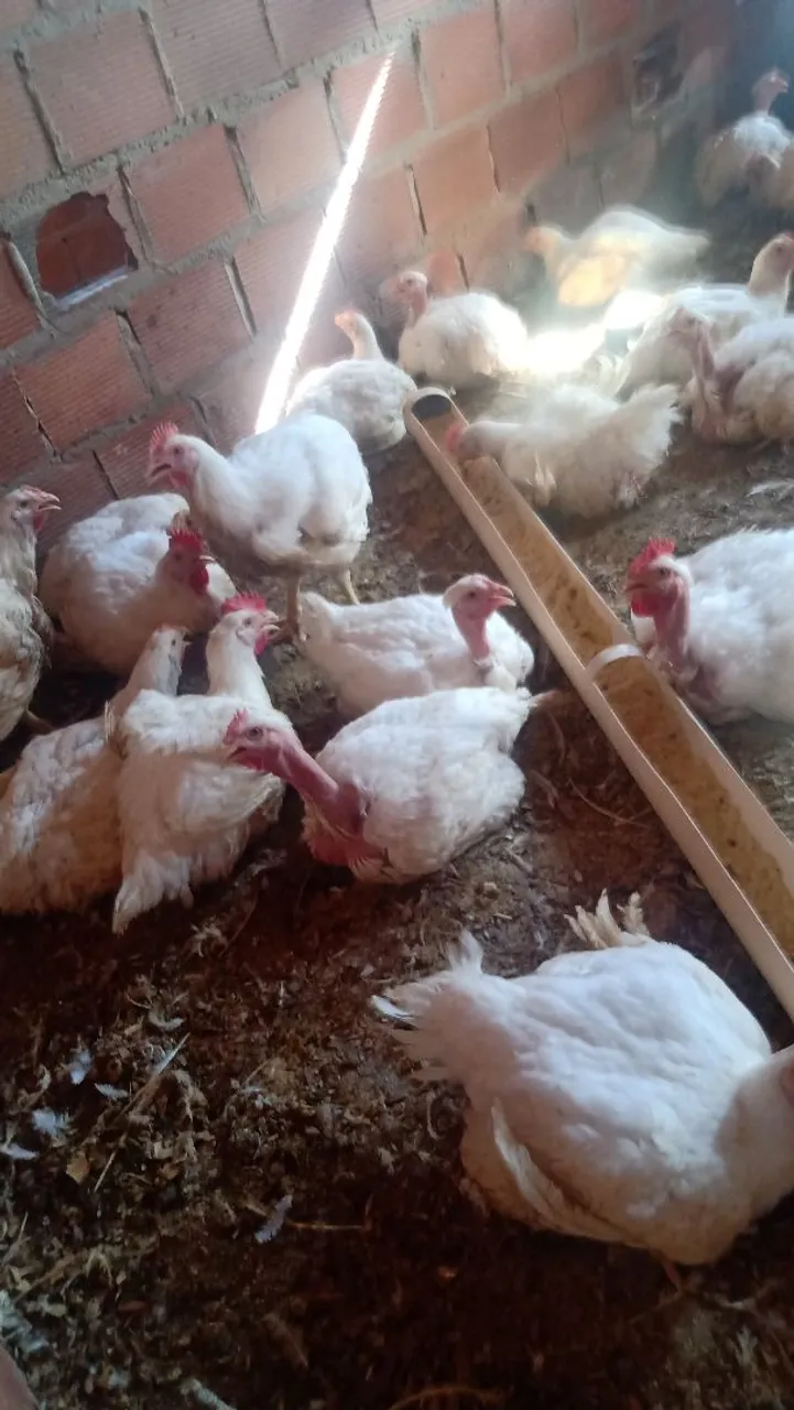 Vendo adubo de frango 