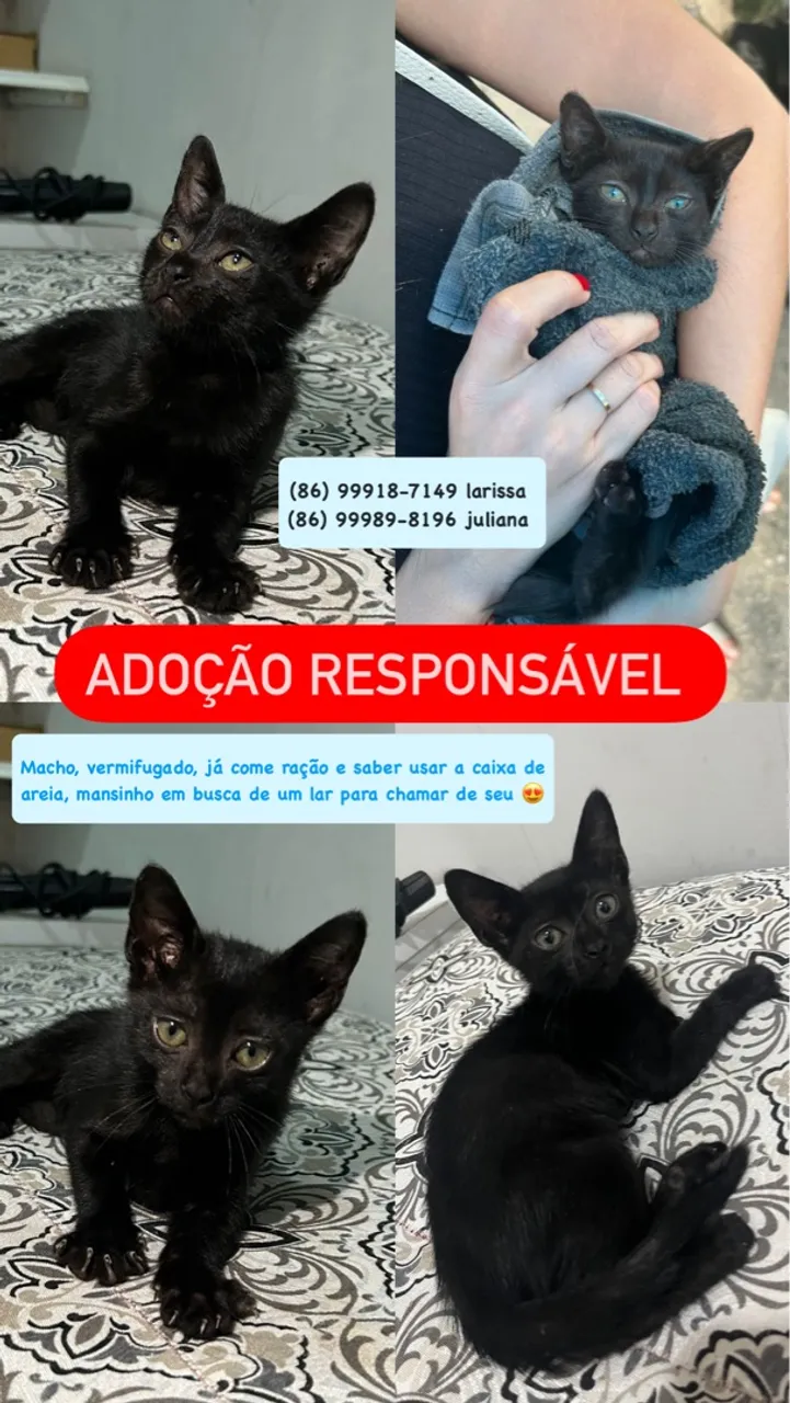 Gatinhos para Adoção Responsável