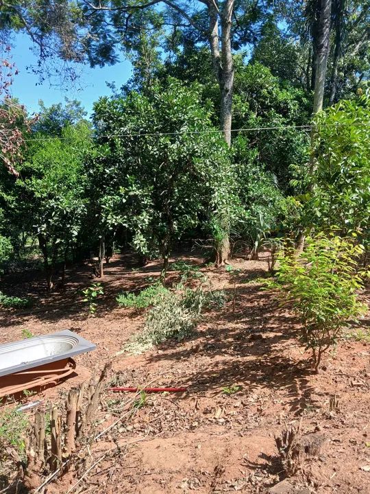 Sítio com pomar e casa sede - Foto 5