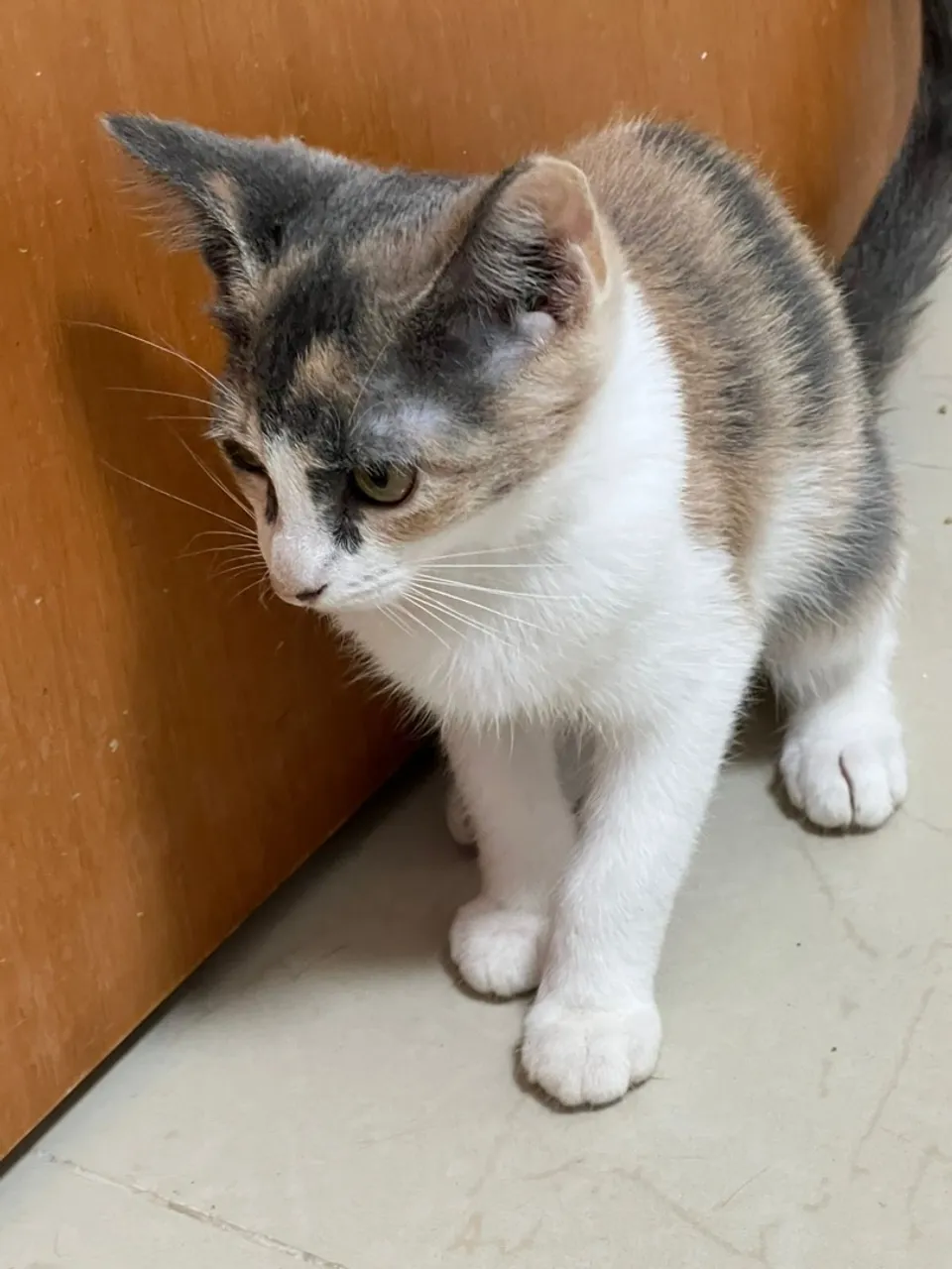 Gatinha para Adoção