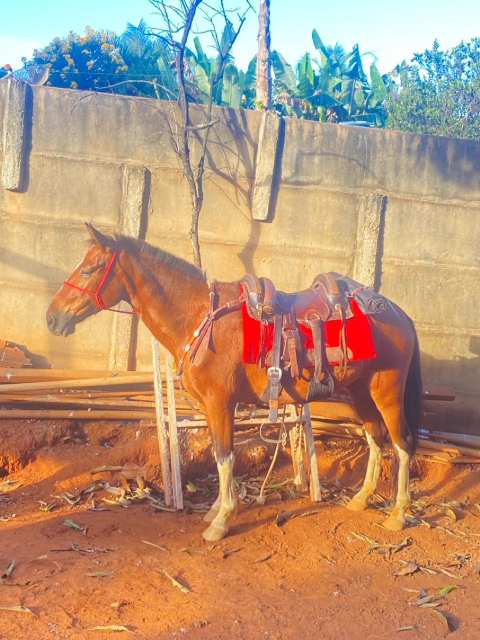 Cavalo piquira - Foto 2