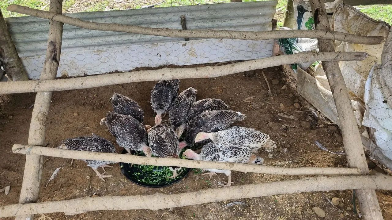 Peru - filhotes - 160 o casal - Foto 6