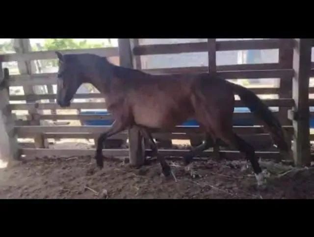 Dupla de Portos puros e Registrados | Netos do Elfo do Porto Azul - Foto 5