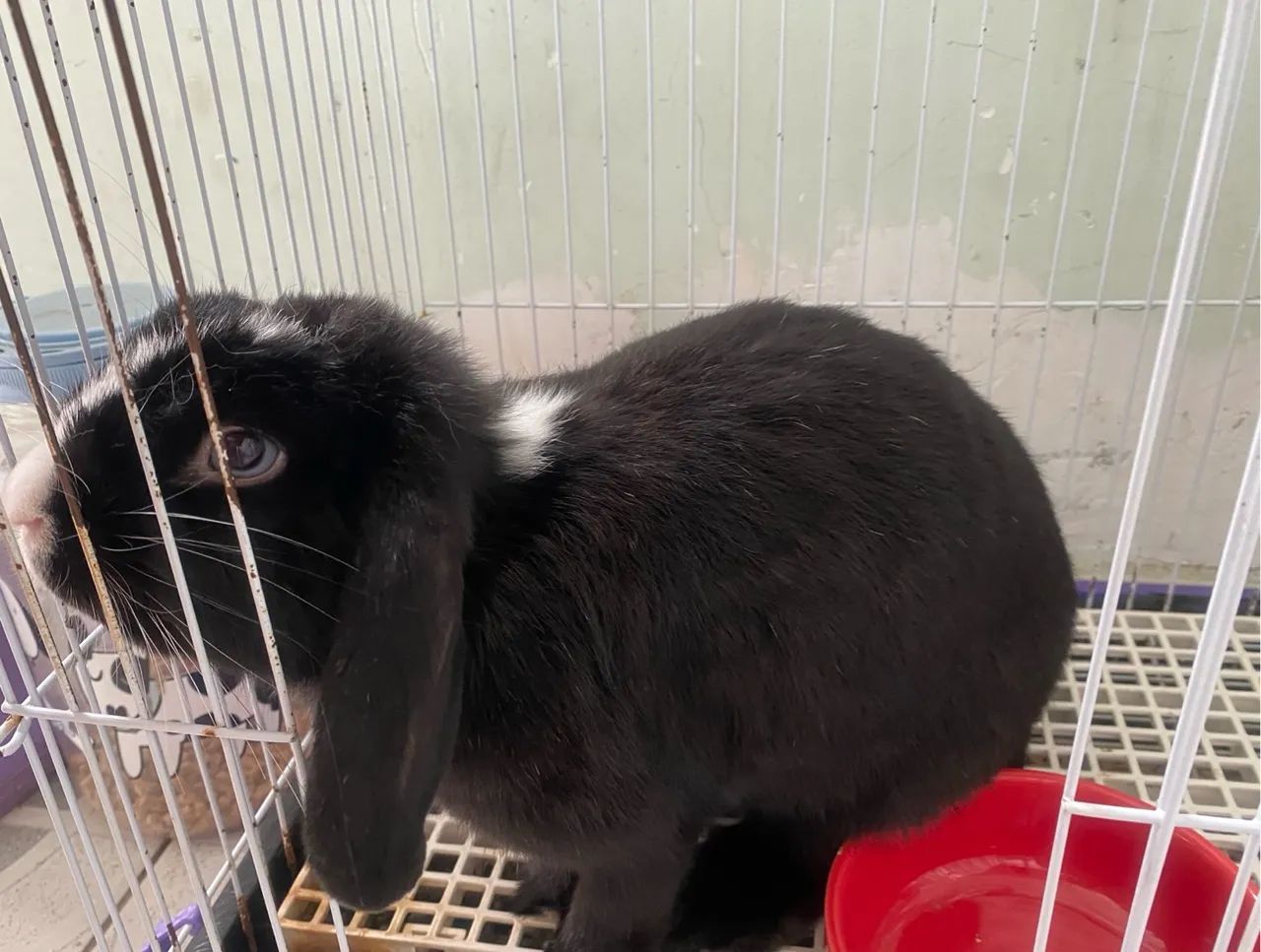 Coelha mini lop e acessórios  - Foto 3