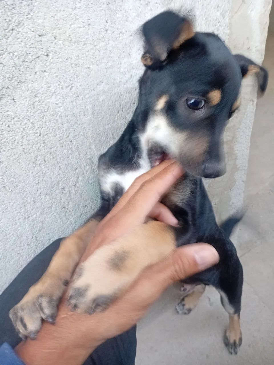 Filhote de cachorro Pinscher 02 - Foto 4