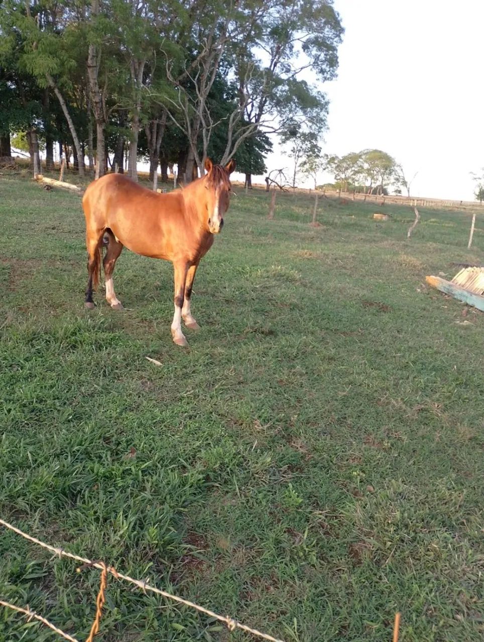 CAVALO MANGALARGA MACHADOR - 6ANOS - Foto 2
