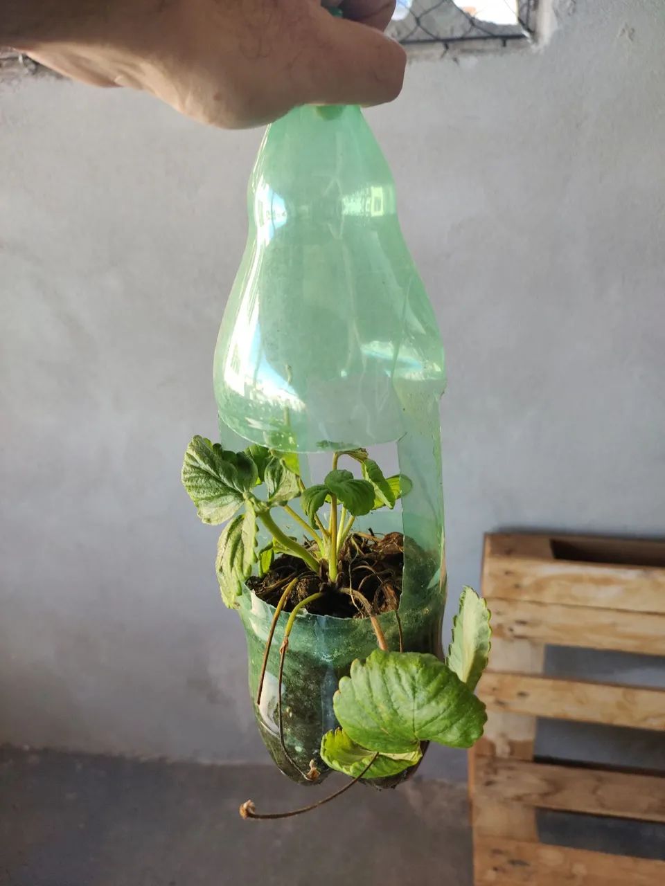 VENDA DE MUDAS - MORANGO & TEMPEROS - Foto 2