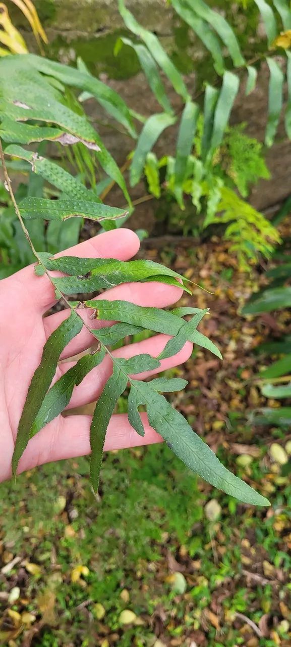 Samambaia Jamaica (Phymatosorus scolopendria) em xaxim, folhas c cerca 80cm