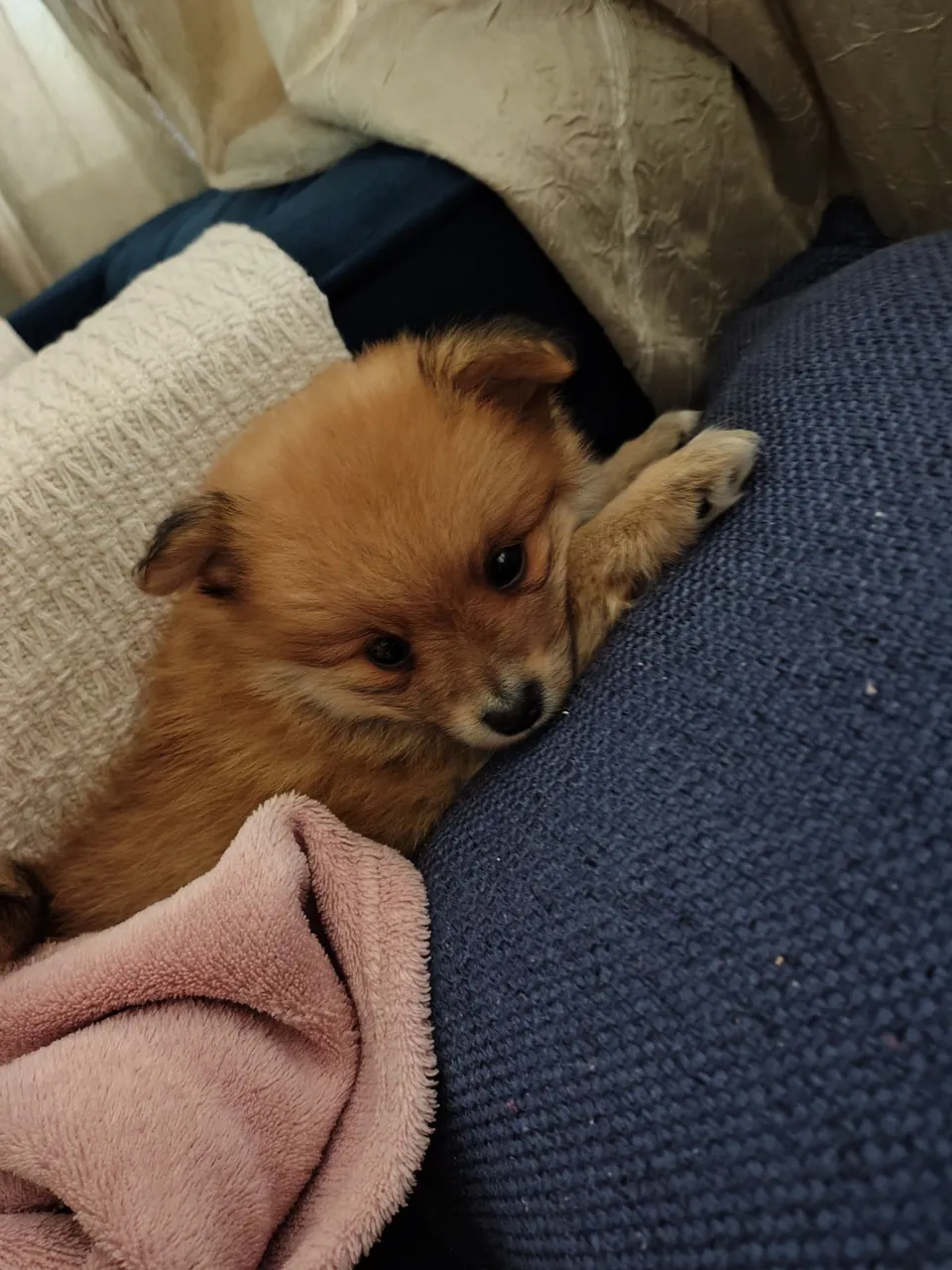 Filhote fêmea Sptiz Alemão. Raposinha. 1 dose de Puppy, vermifugada, comendo ração seca. 