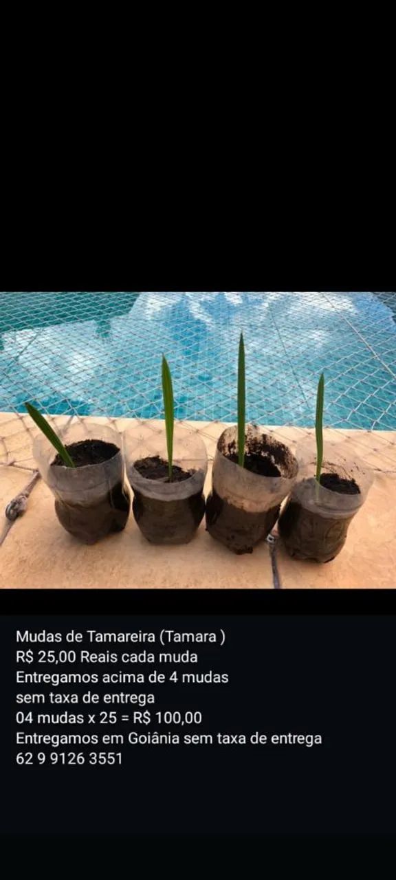Mudas de tamareira ( Tamara)