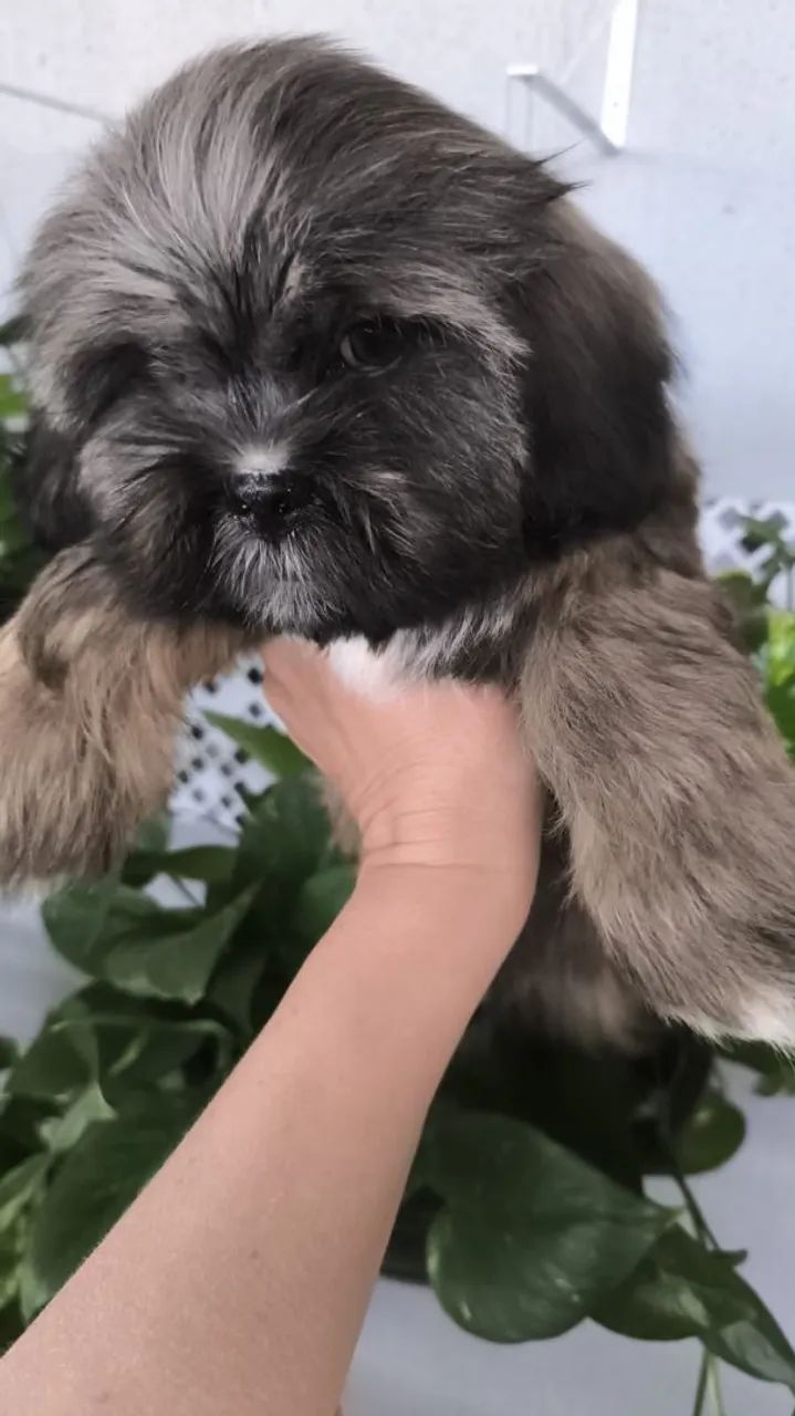 Vendo um lindo filhotinho de Shitzu macho  - Foto 4