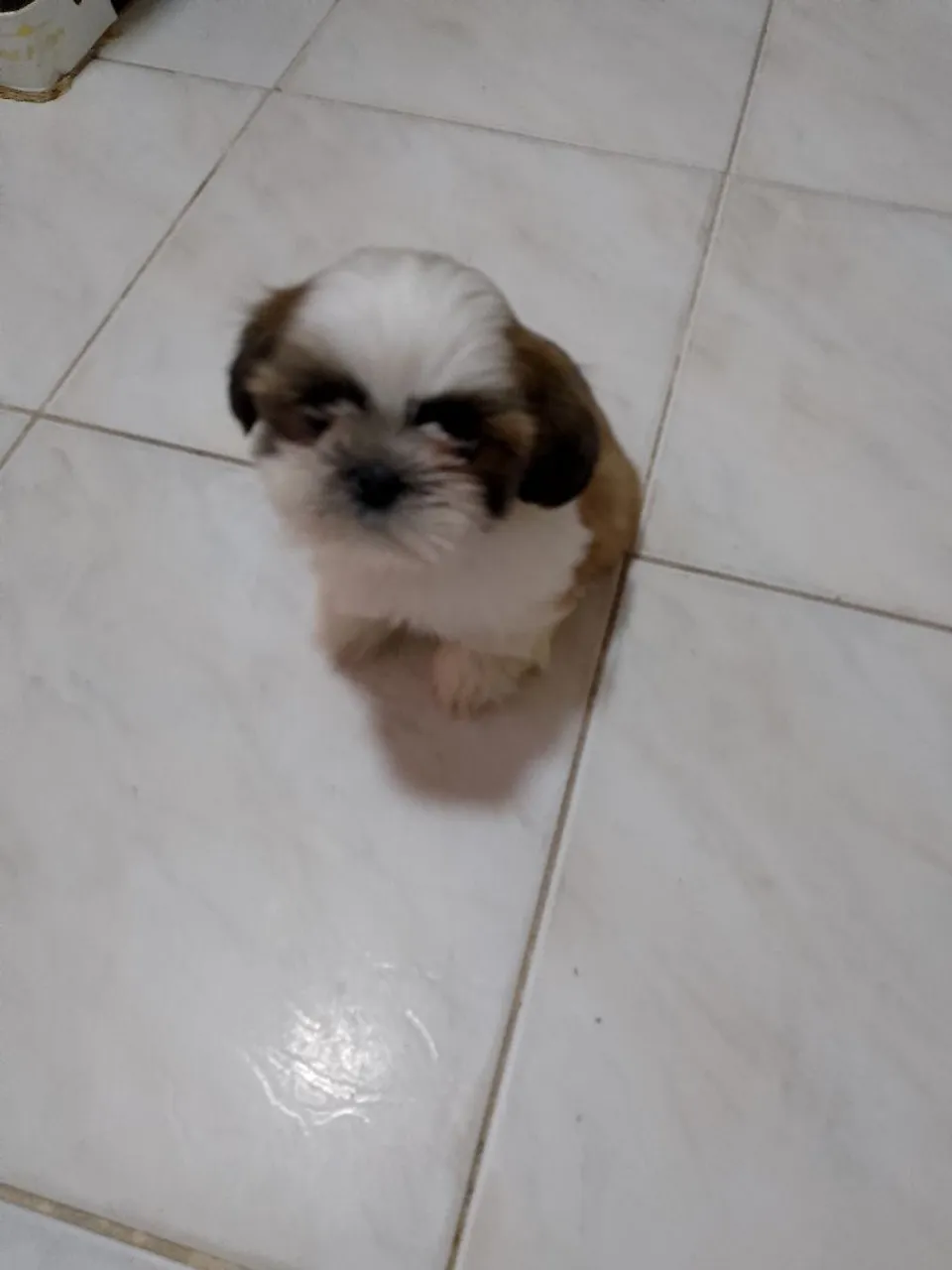 Shitzu