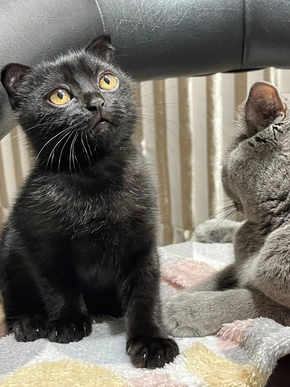 Gatinho Scottish Fold preto  - Foto 3