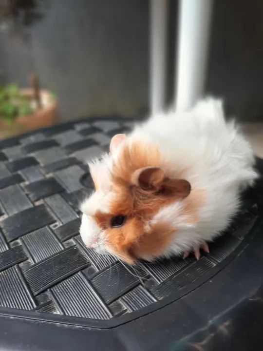 Lindos filhotes de porquinho da índia  - Foto 3