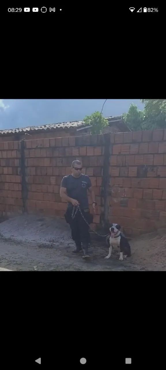 Adestrador profissional de cães  - Foto 2