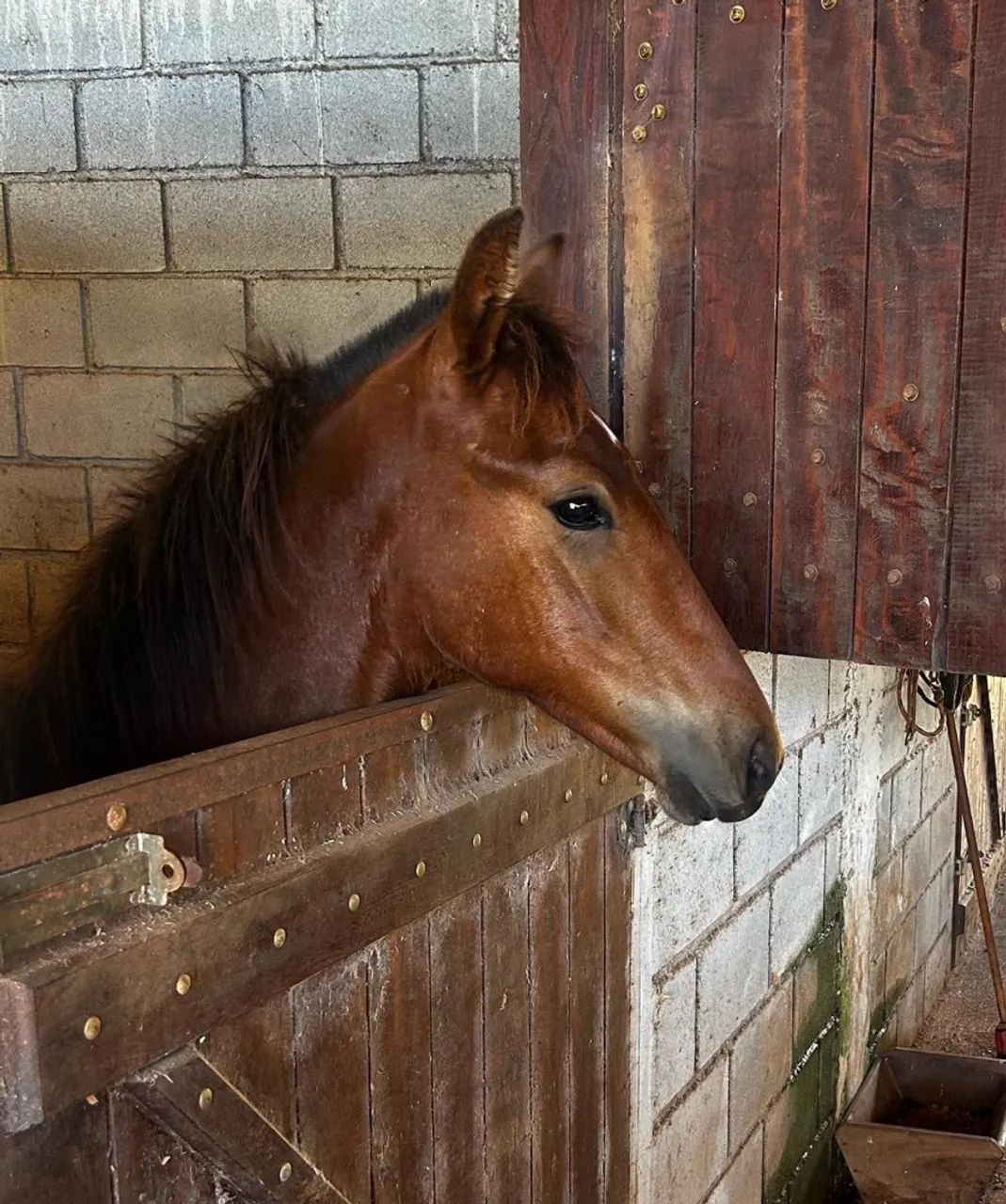 Potro Registrado filho do Orgulho do Cantagallo